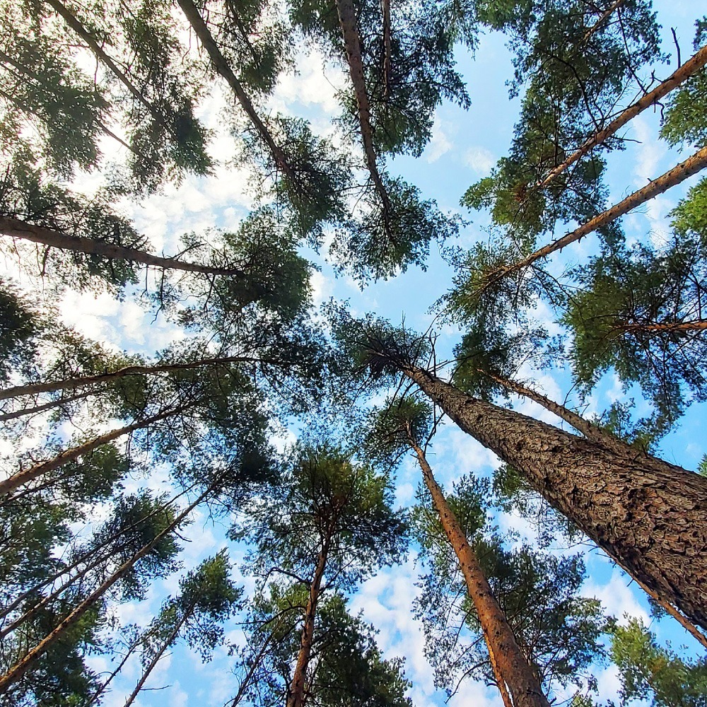 Evento: " Empresas Carbono neutral, reduciendo la huella de carbono"