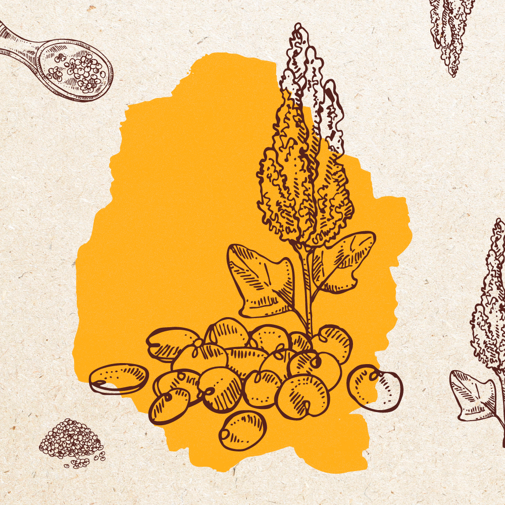 "La Quinua, superalimento versátil y nutritivo"